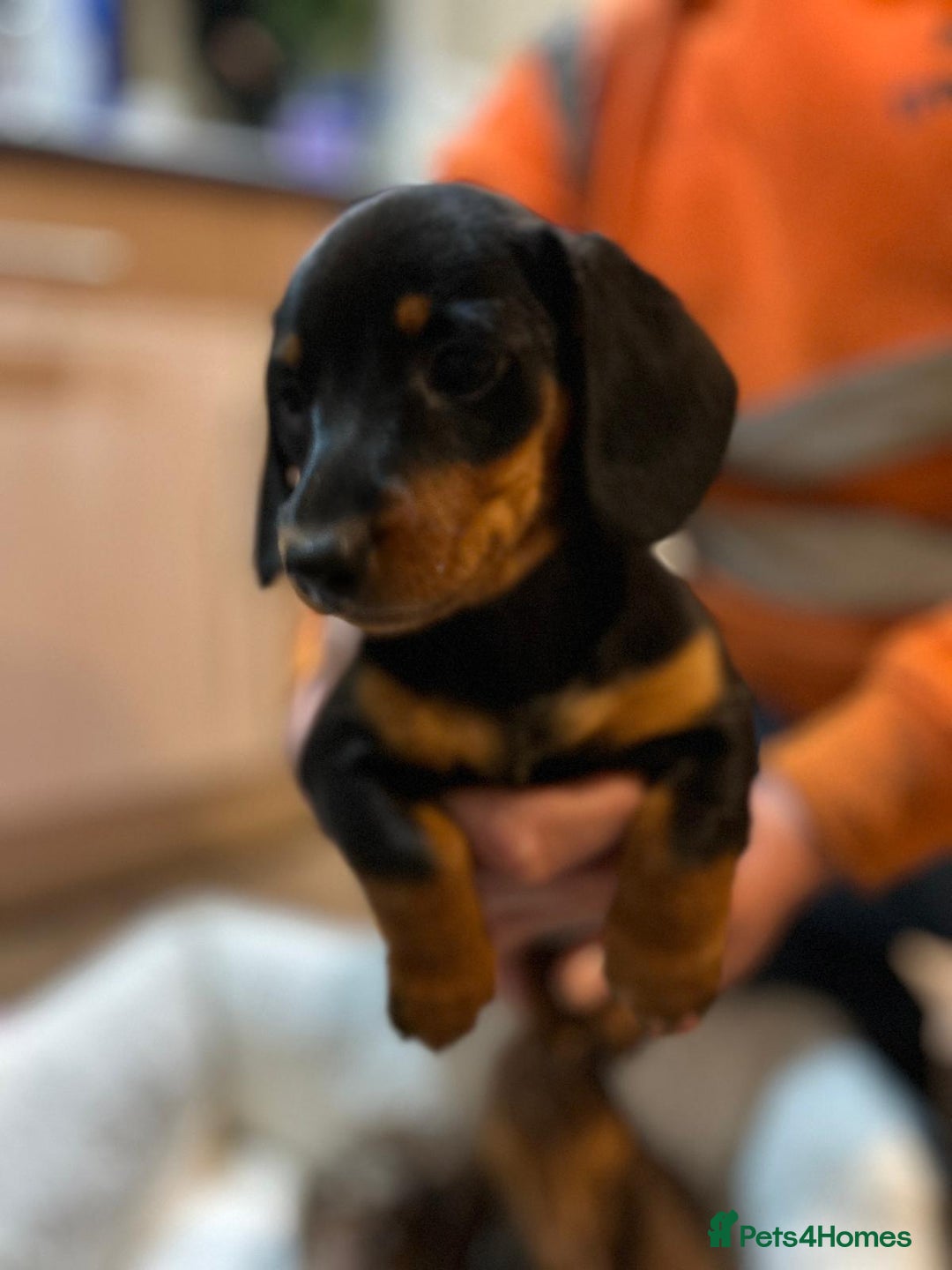 Miniature Dachshund dogs for sale: Stunning rainbow litter mini dachshunds - Advert 21