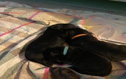 Cane Corso dogs for sale: Cane Corso Puppies Looking for Their Forever Homes - Advert 13