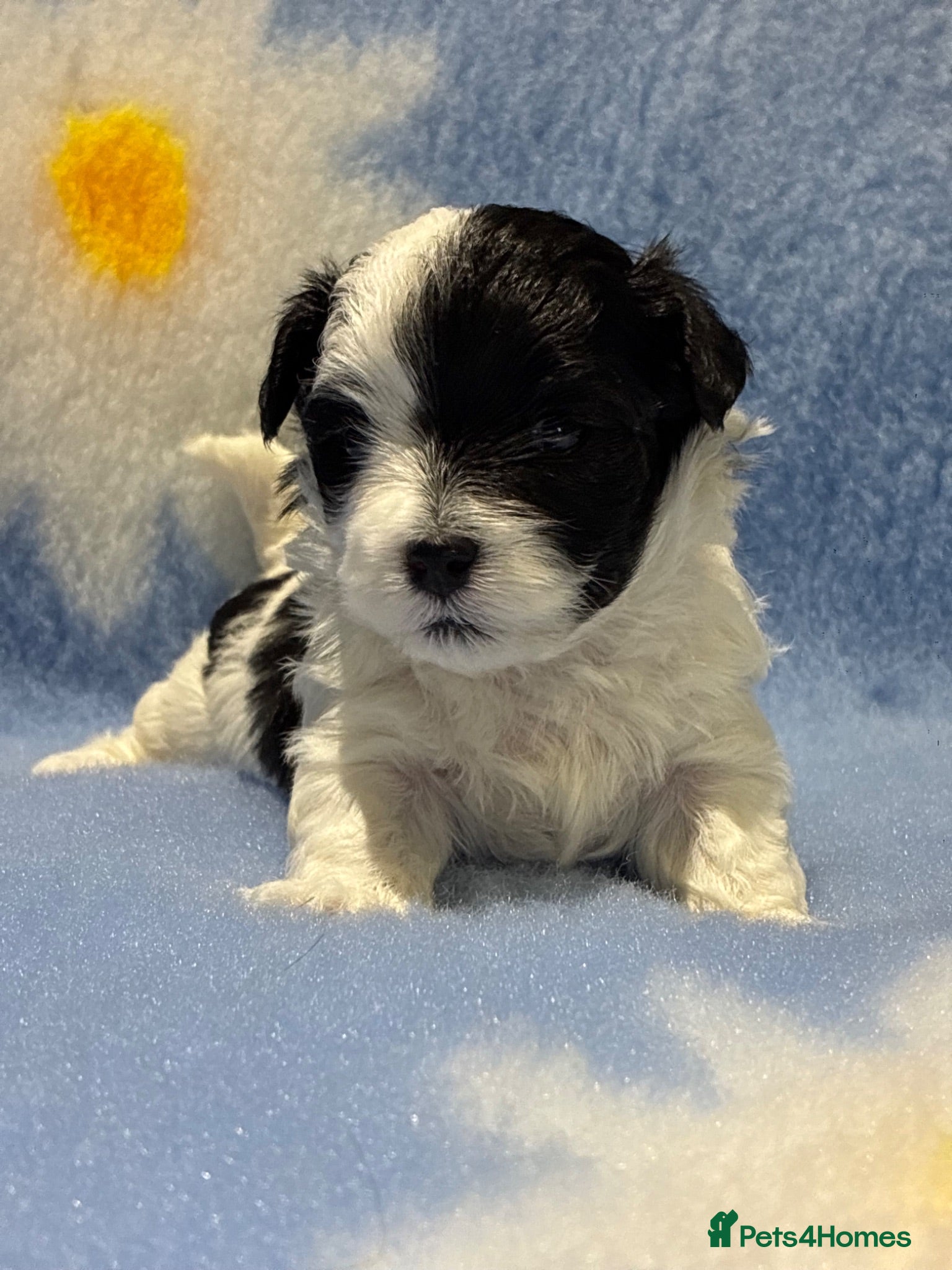Maltipoo dogs Exceptional Micro Asian Maltipoo’s, 3 girls  - Advert 1