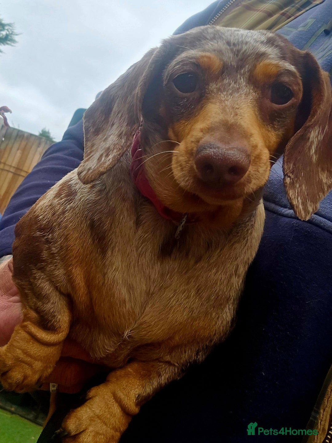Miniature Dachshund dogs for sale: Proper miniature dachshunds  - Image 2