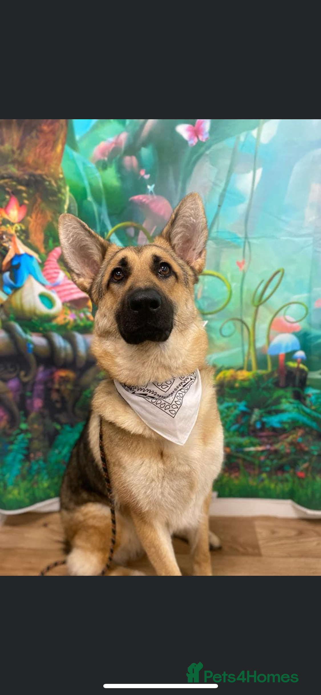 German Shepherd dogs Amber - German Shepard - Advert 2