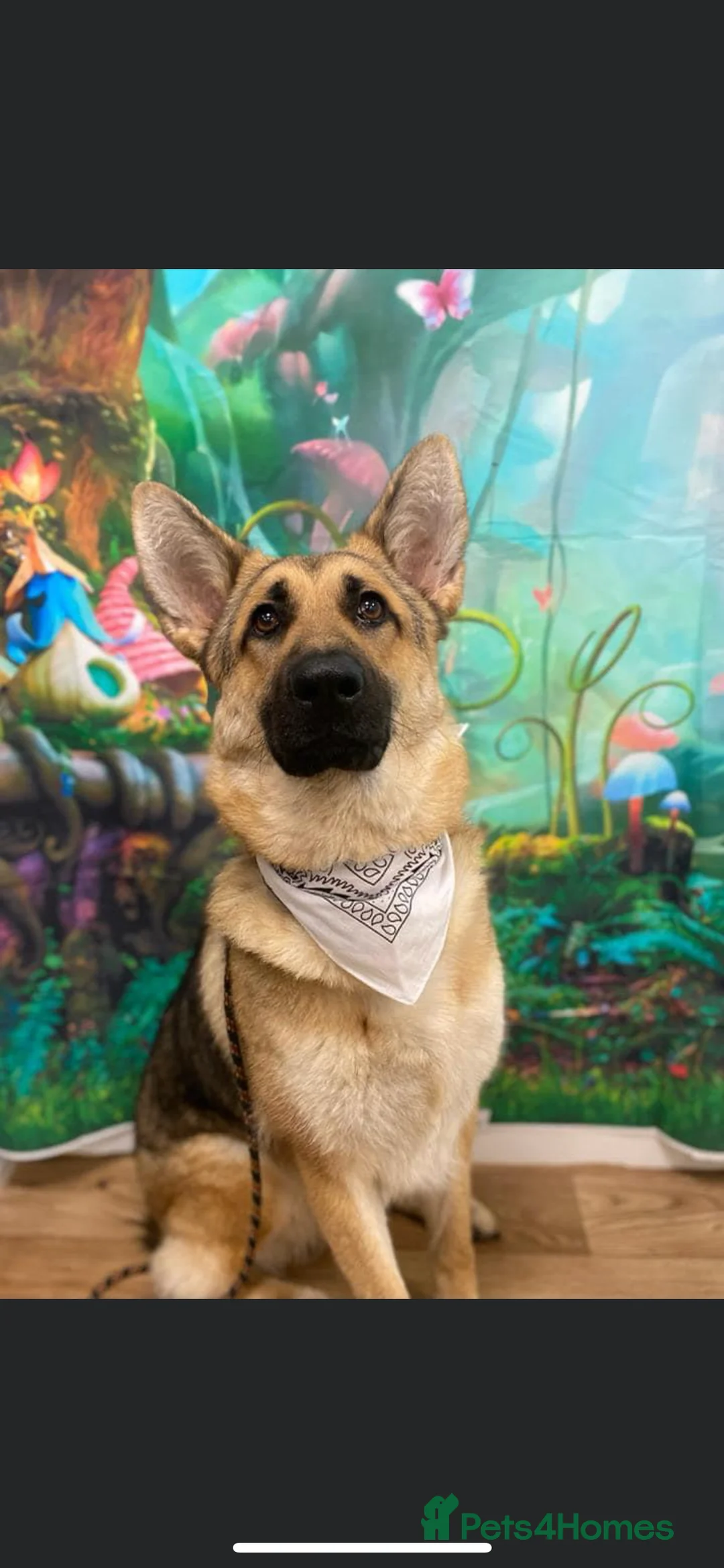 German Shepherd dogs for sale: Amber - German Shepard - Advert 1