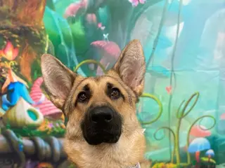 German Shepherd dogs Amber - German Shepard - Advert 2