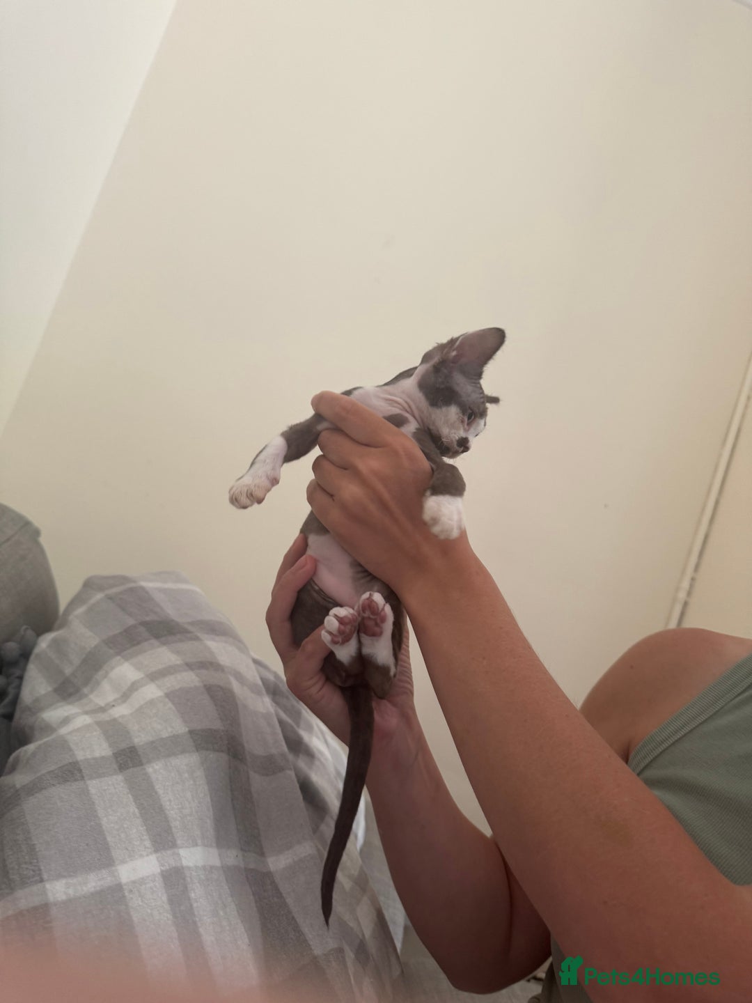 Devon Rex cats for sale: Aramis - Only 2 left Devon Rex Kittens – Exceptional Type  - Image 26