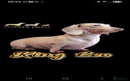 Miniature Dachshund dogs for sale: 🌟QUALITY KC REG & PRA CLR MINIATURE DACHSHUNDS🌟 - Image 19