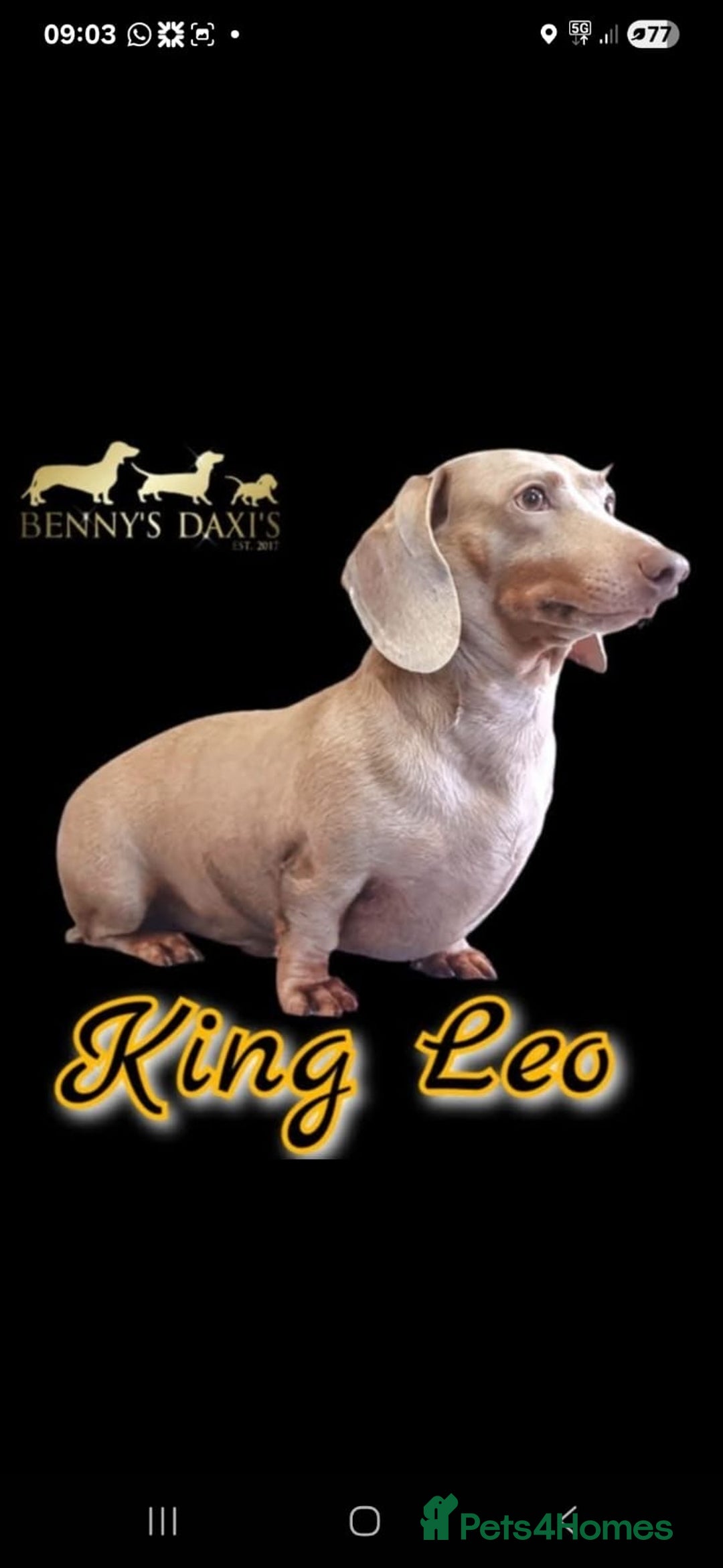 Miniature Dachshund dogs for sale: 🌟QUALITY KC REG & PRA CLR MINIATURE DACHSHUNDS🌟 - Image 19