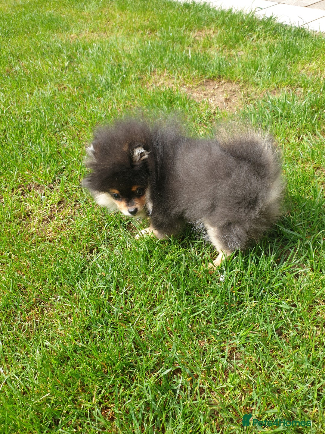 Pomeranian dogs for sale: STANN in Bradford - Image 7