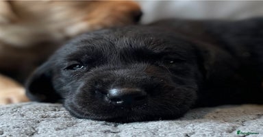 Labrador Retriever dogs - Advert 4