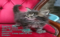 Maine Coon cats for sale: HIGH SILVER EHITE  GIRL ✨TICA REG BREEDER - Image 32