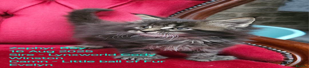 BLack tabby Pollydacyl Boy.