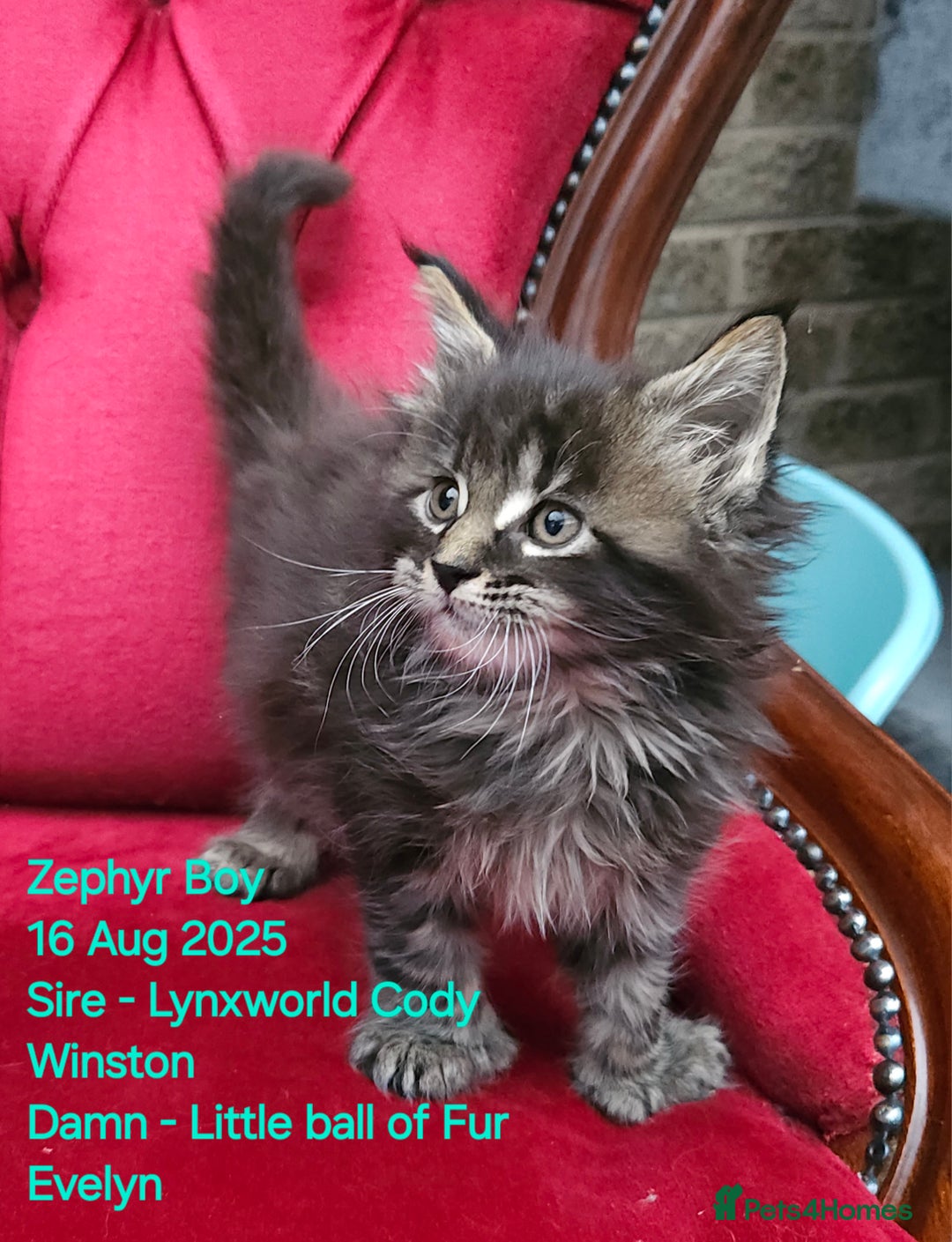 Maine Coon cats for sale: HIGH SILVER EHITE  GIRL ✨TICA REG BREEDER - Image 32