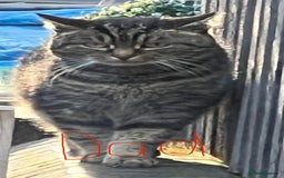 British Shorthair cats for sale: Uniquely- coloured Black & Grey Kitten - Image 11