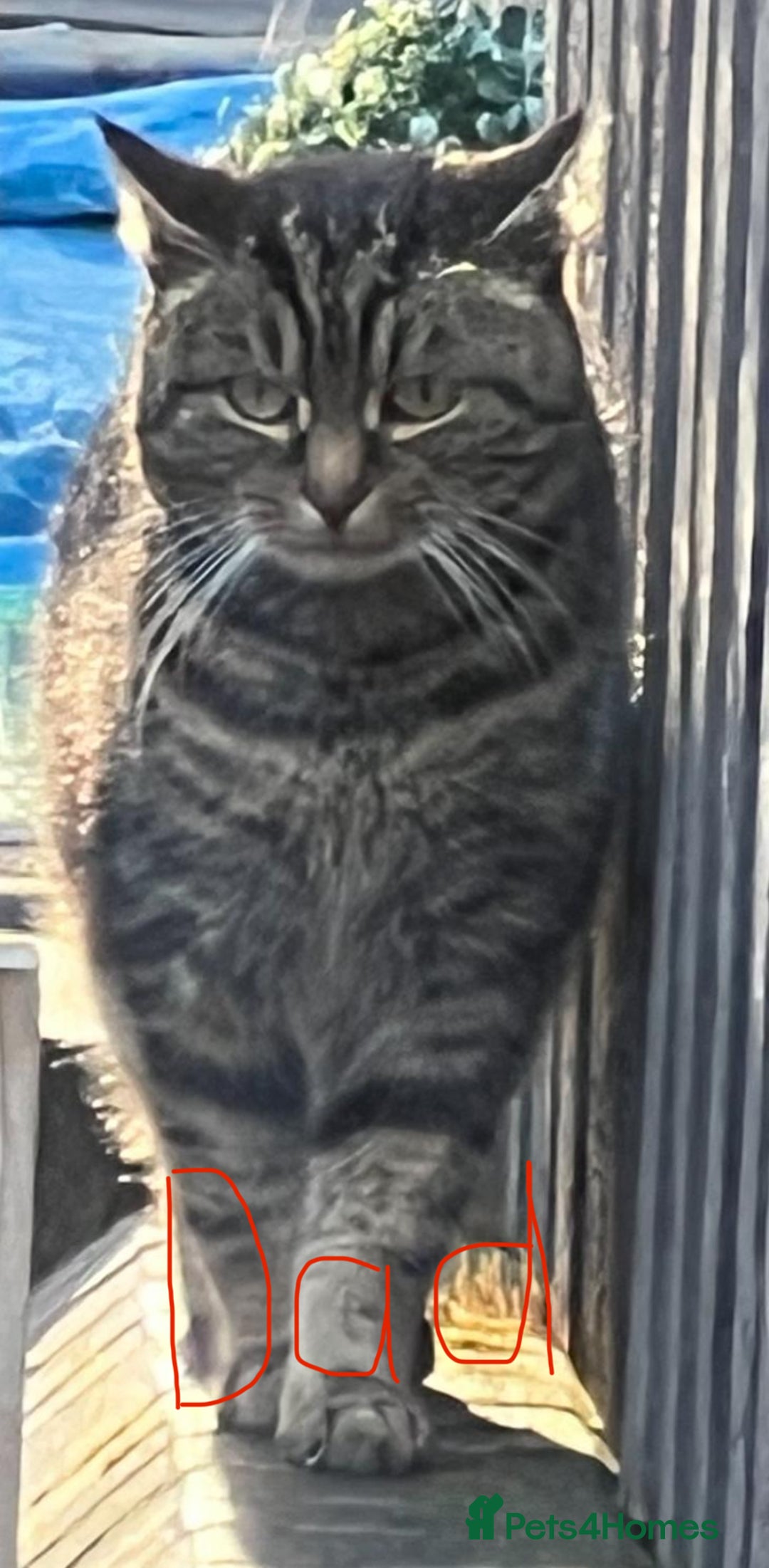 British Shorthair cats for sale: Uniquely- coloured Black & Grey Kitten - Image 11