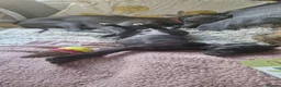 Whippet dogs for sale: Whippet puppies for sale - Advert 13