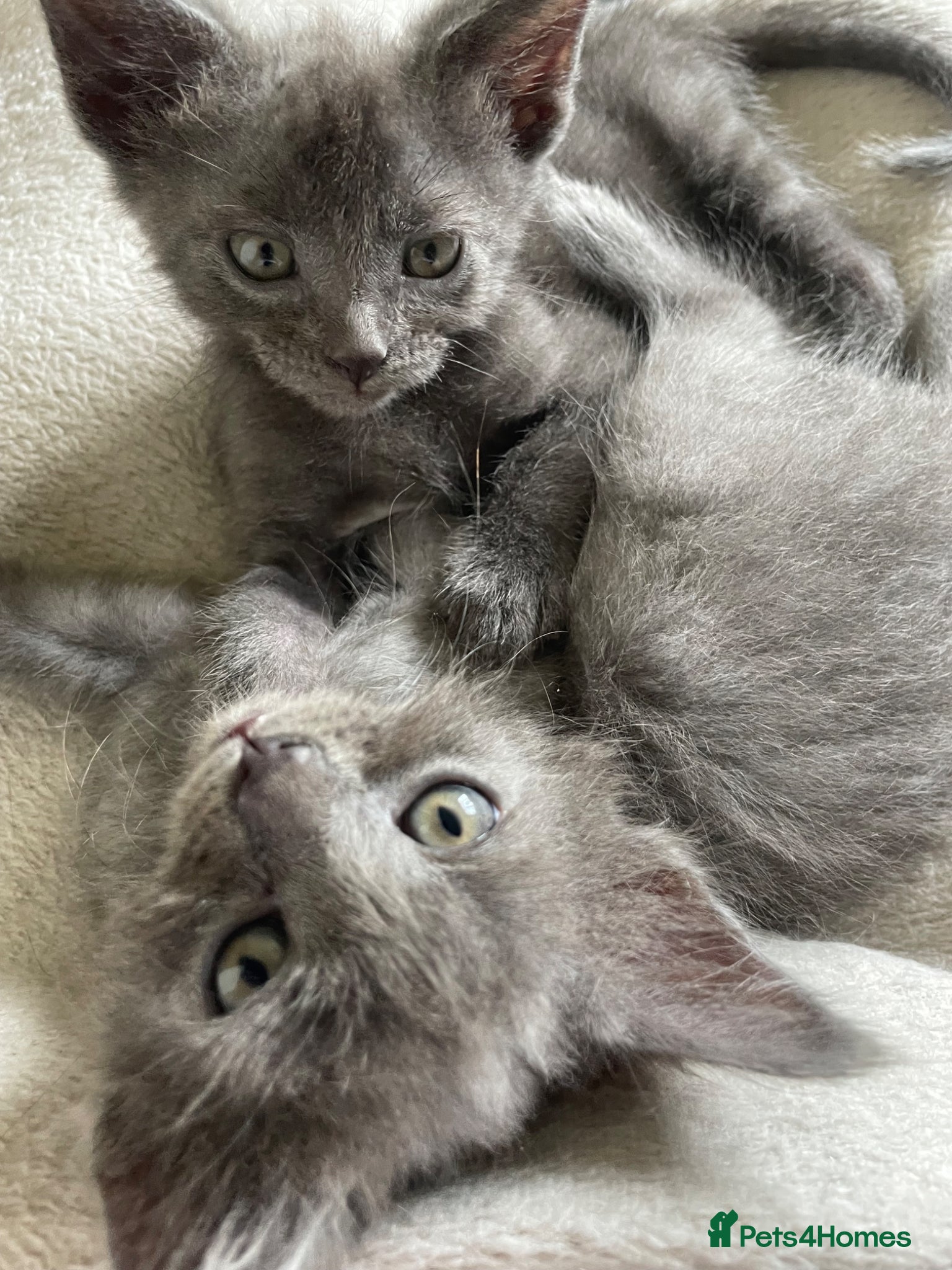 Russian Blue cats 4 Russian blue X kittens - Advert 14