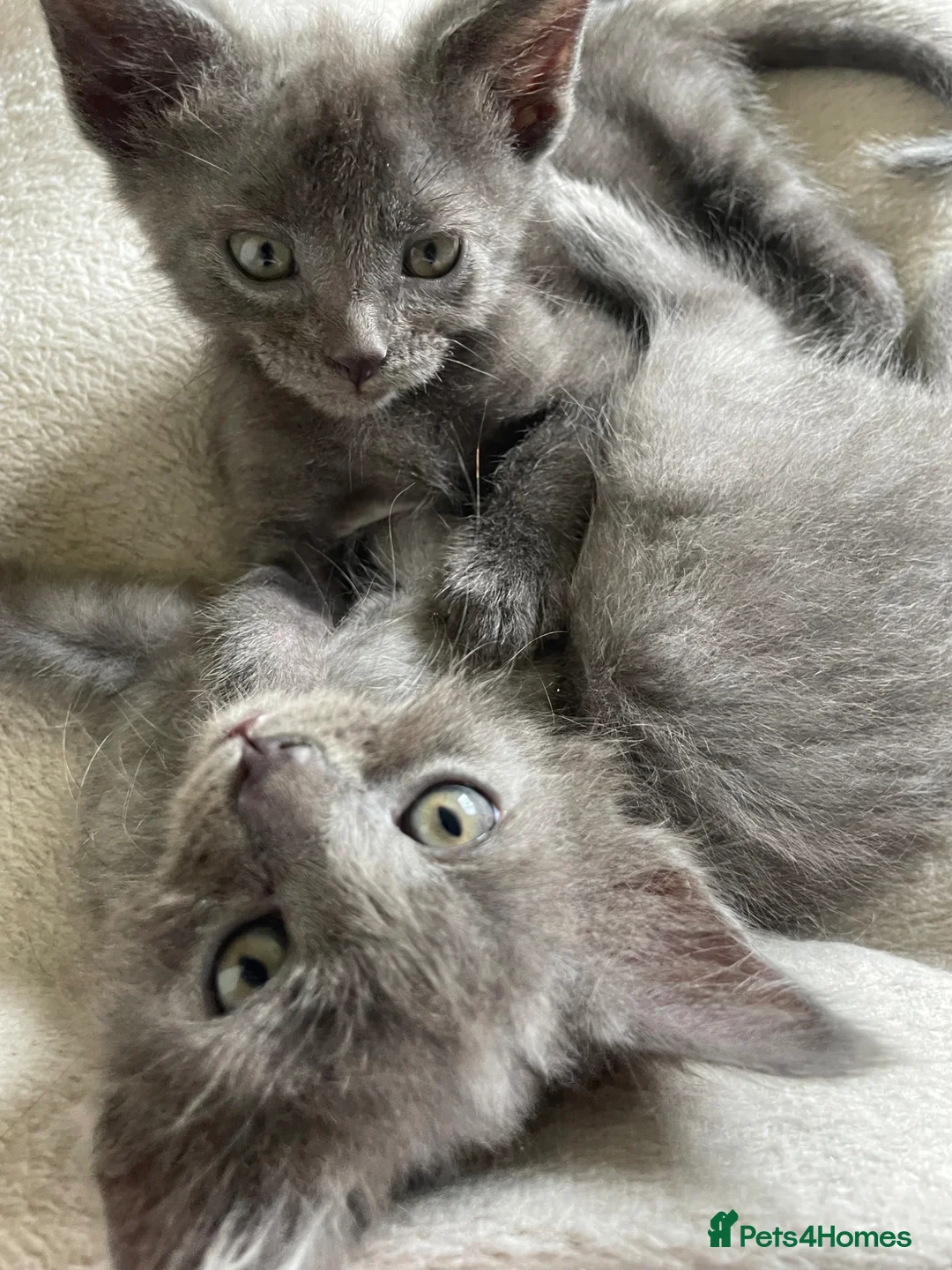Russian Blue cats for sale: 4 Russian blue X kittens - Advert 1