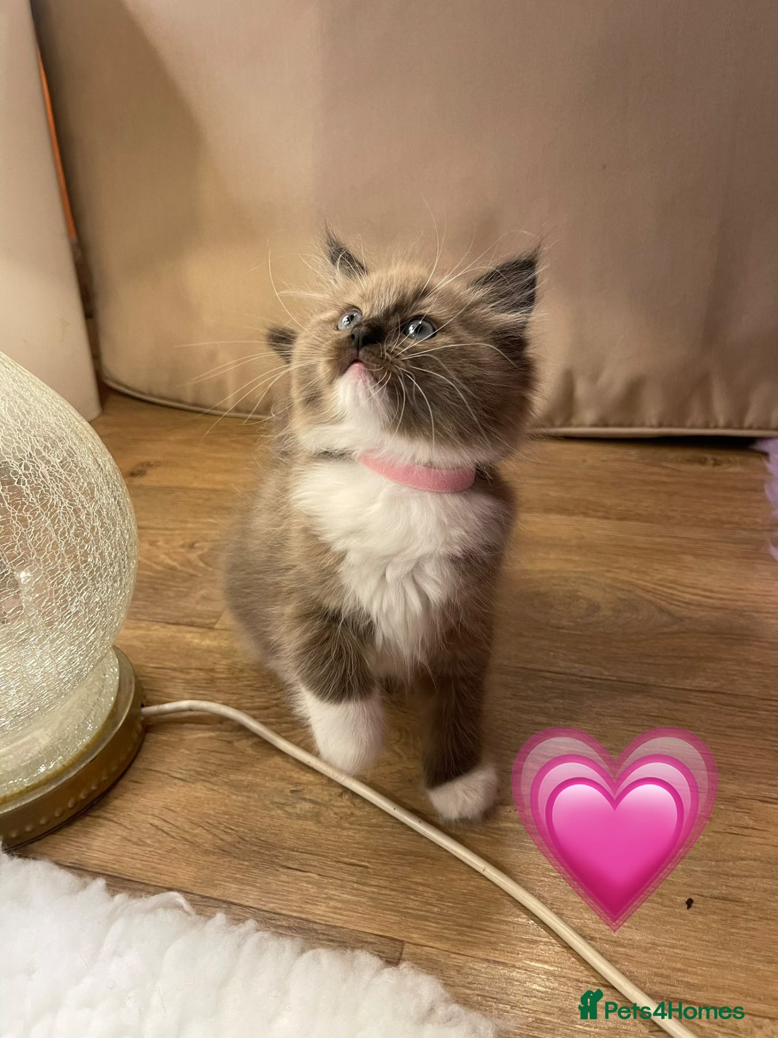 Ragdoll cats Ragdoll girls ready now 🩷 - Advert 2