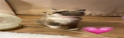 Ragdoll cats for sale: Beautiful Ragdolls  - Advert 5