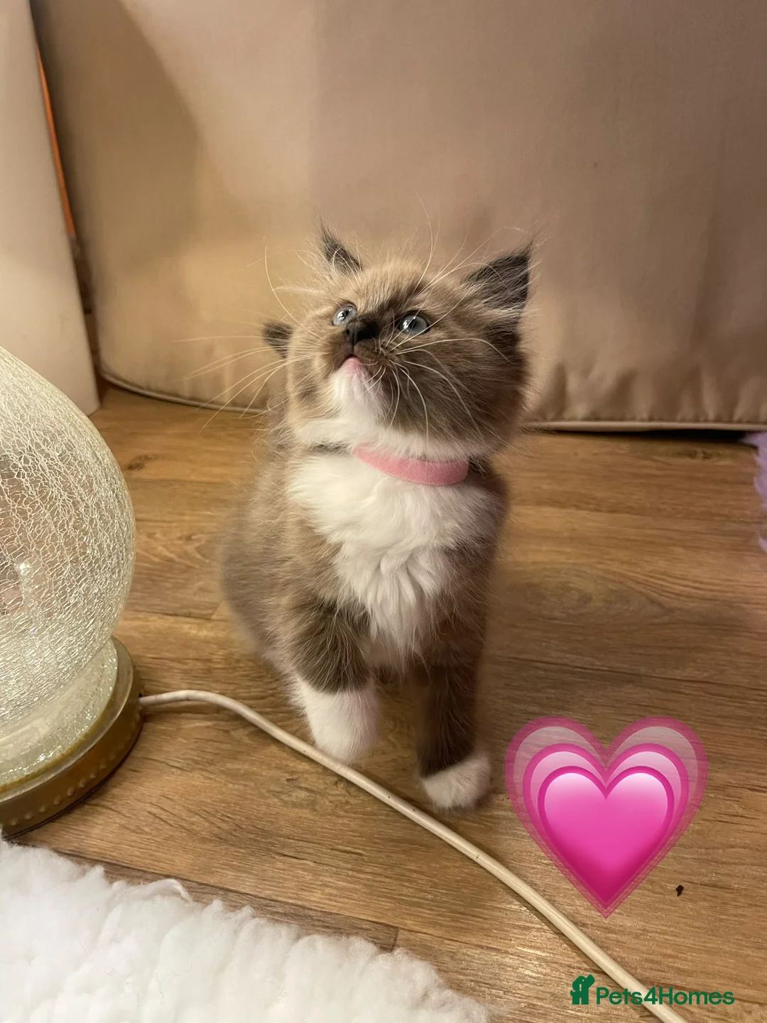Ragdoll cats for sale: Quality Ragdoll Kittens 🩷 Ready Now  - Advert 2