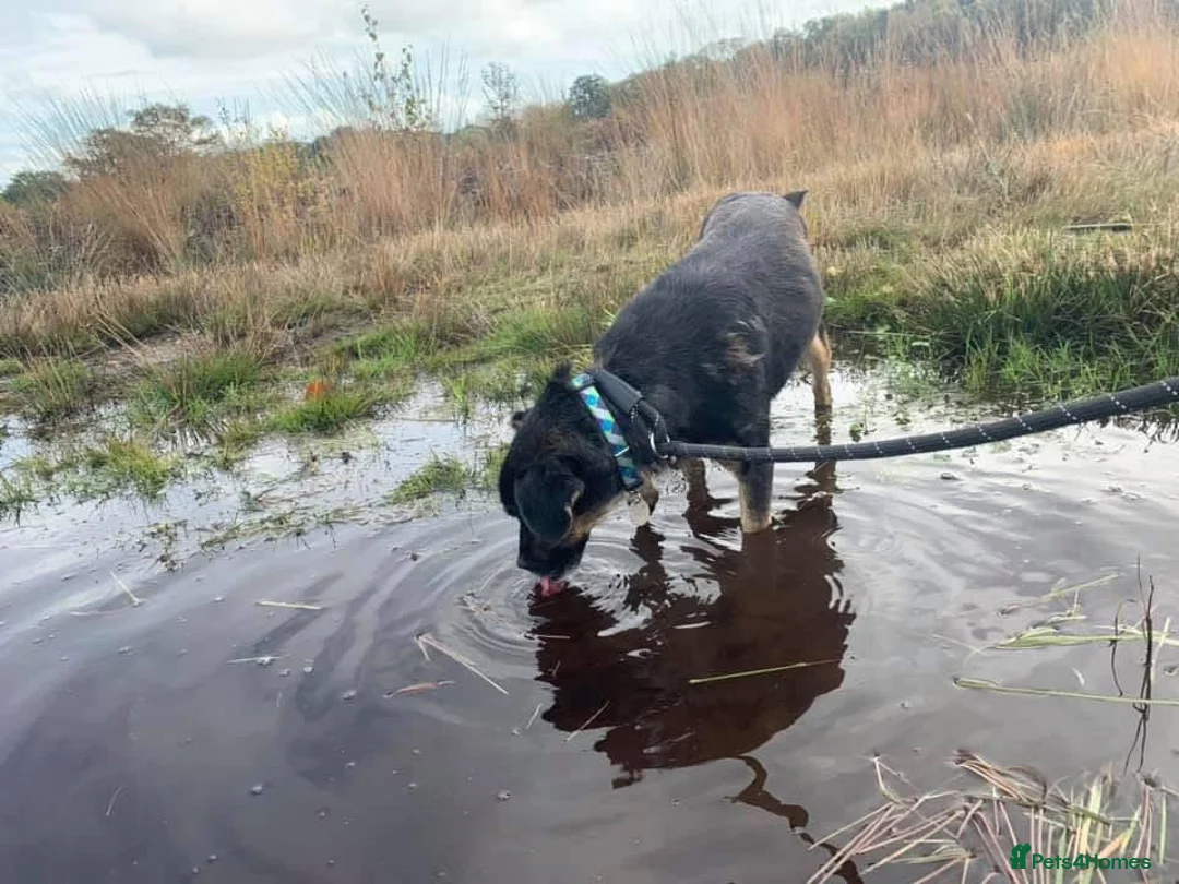 Mixed Breed dogs for adoption: Paddy - Norwich Norfolk  - Advert 9
