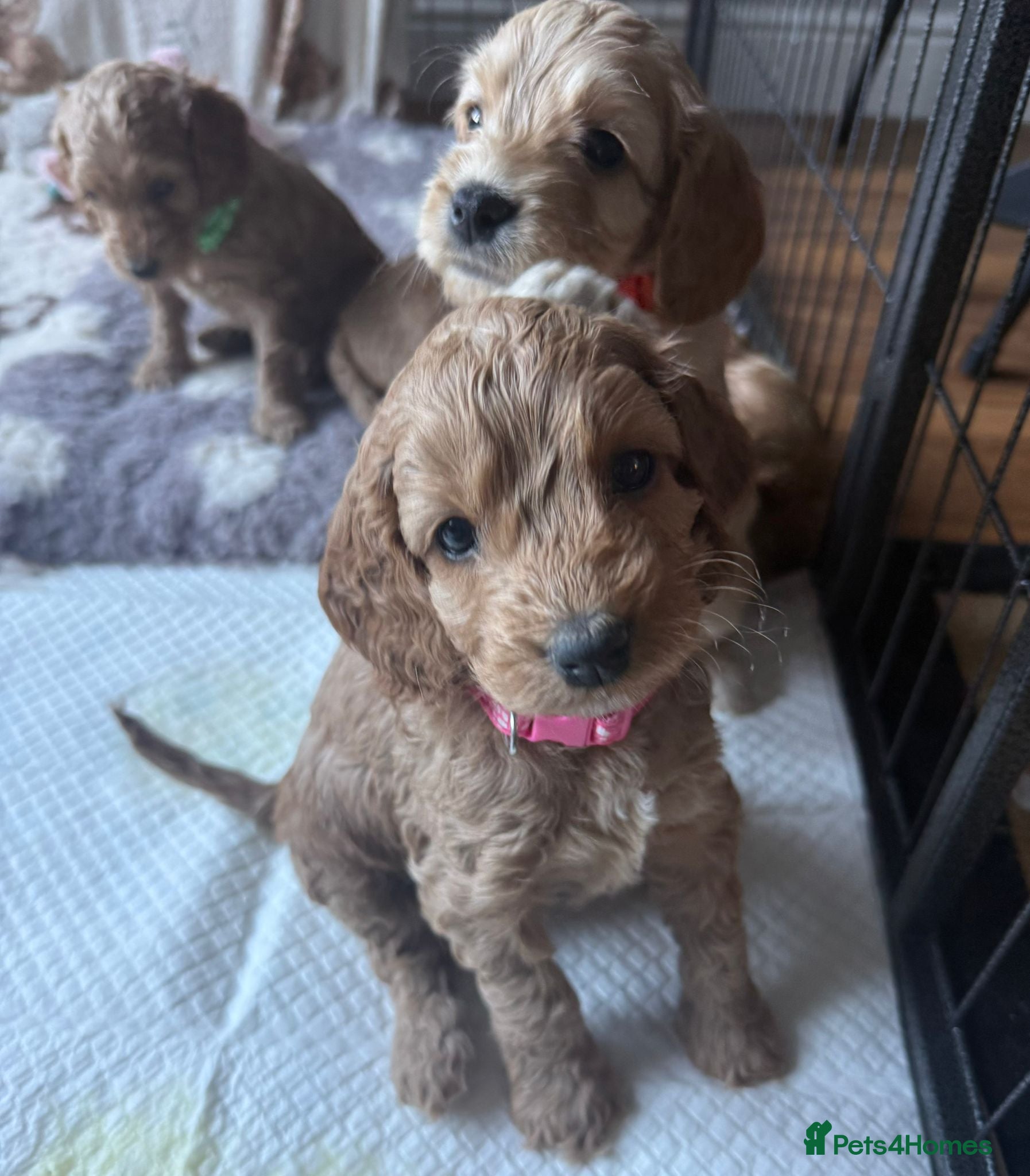 Cockapoo dogs F2 Cockapoo Puppies- Looking for Forever Homes! 🐾 - Advert 2