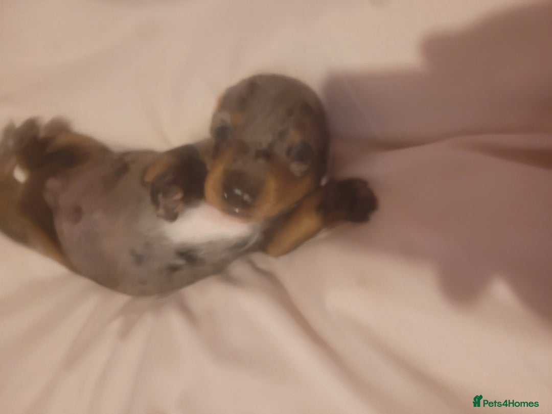 Miniature Dachshund dogs for sale: Miniature dachshund  - Advert 8