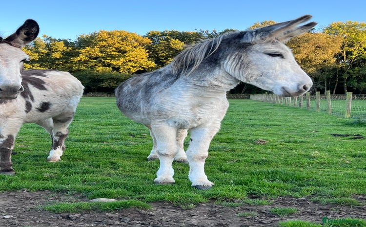 Donkey livestock - Advert 5