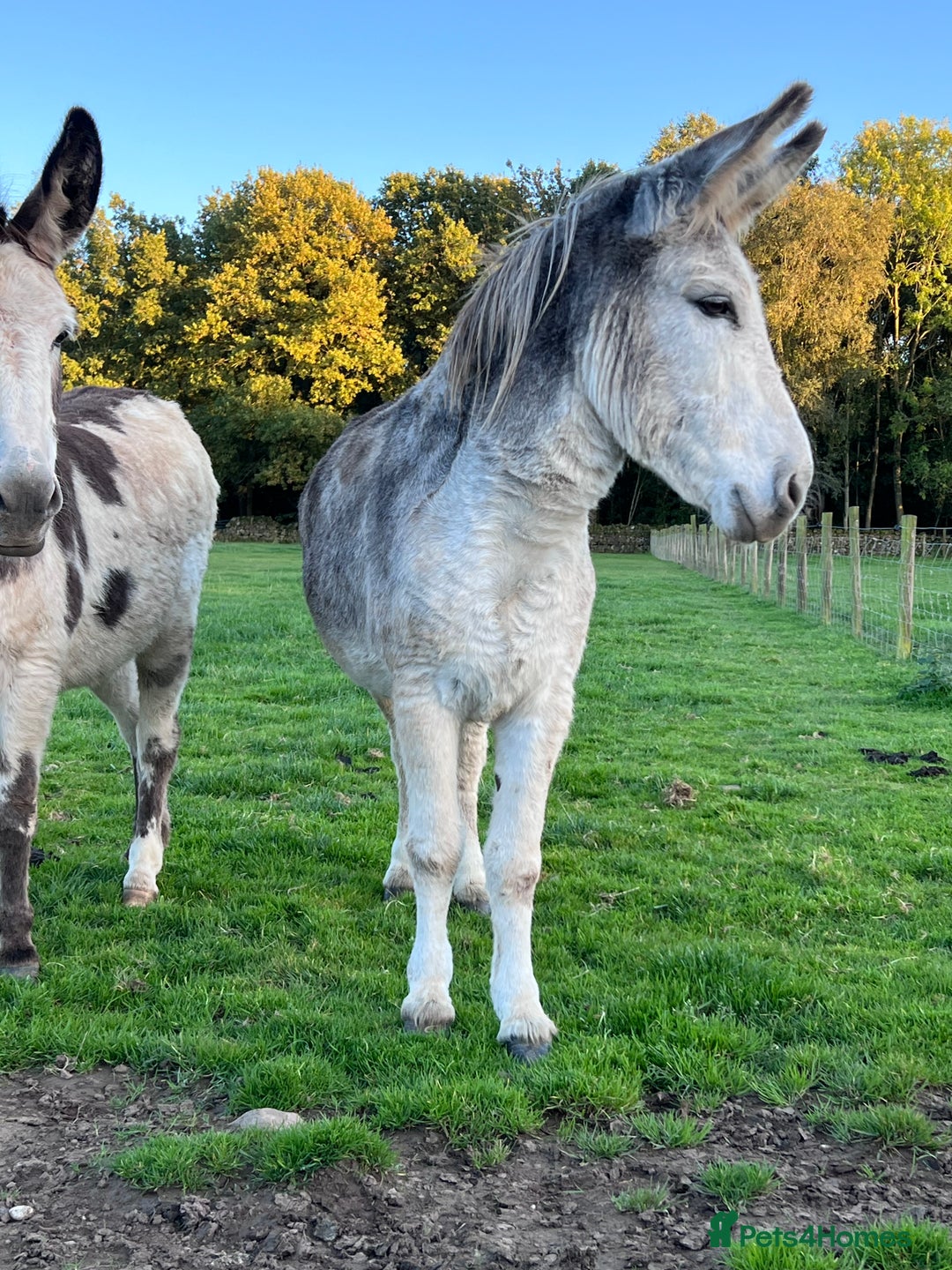 Donkey livestock for sale: Grey gelding donkey 16years old - Image 1