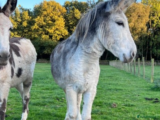 Donkey livestock - Advert 1