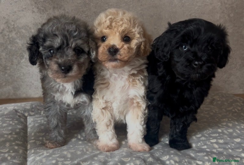 Maltipoo dogs Merle. Champagne, black pups Fully health tested - Advert 1