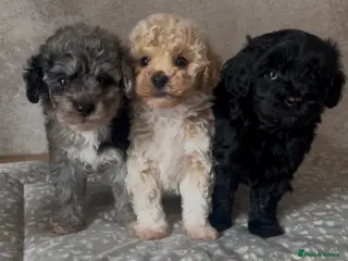 Maltipoo dogs Merle. Champagne, black pups Fully health tested - Advert 1