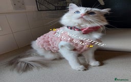 Ragdoll cats for sale: 🔥PRESTIGIOUS BEAST SIZE EU FEMALE🔥  - Advert 27