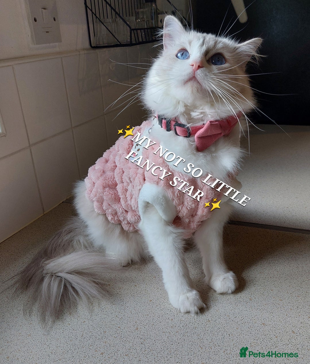 Ragdoll cats for sale: 🔥PRESTIGIOUS BEAST SIZE EU FEMALE🔥  - Advert 27