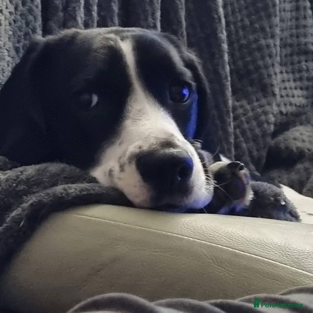 Mixed Breed dogs for sale: 3 year old beagle x spaniel in Swindon - Advert 2