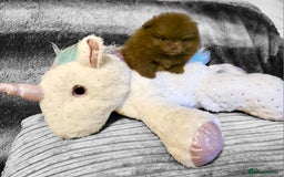 Pomeranian dogs for sale: Rare miniature Teddy face pomeranian puppies  - Image 4