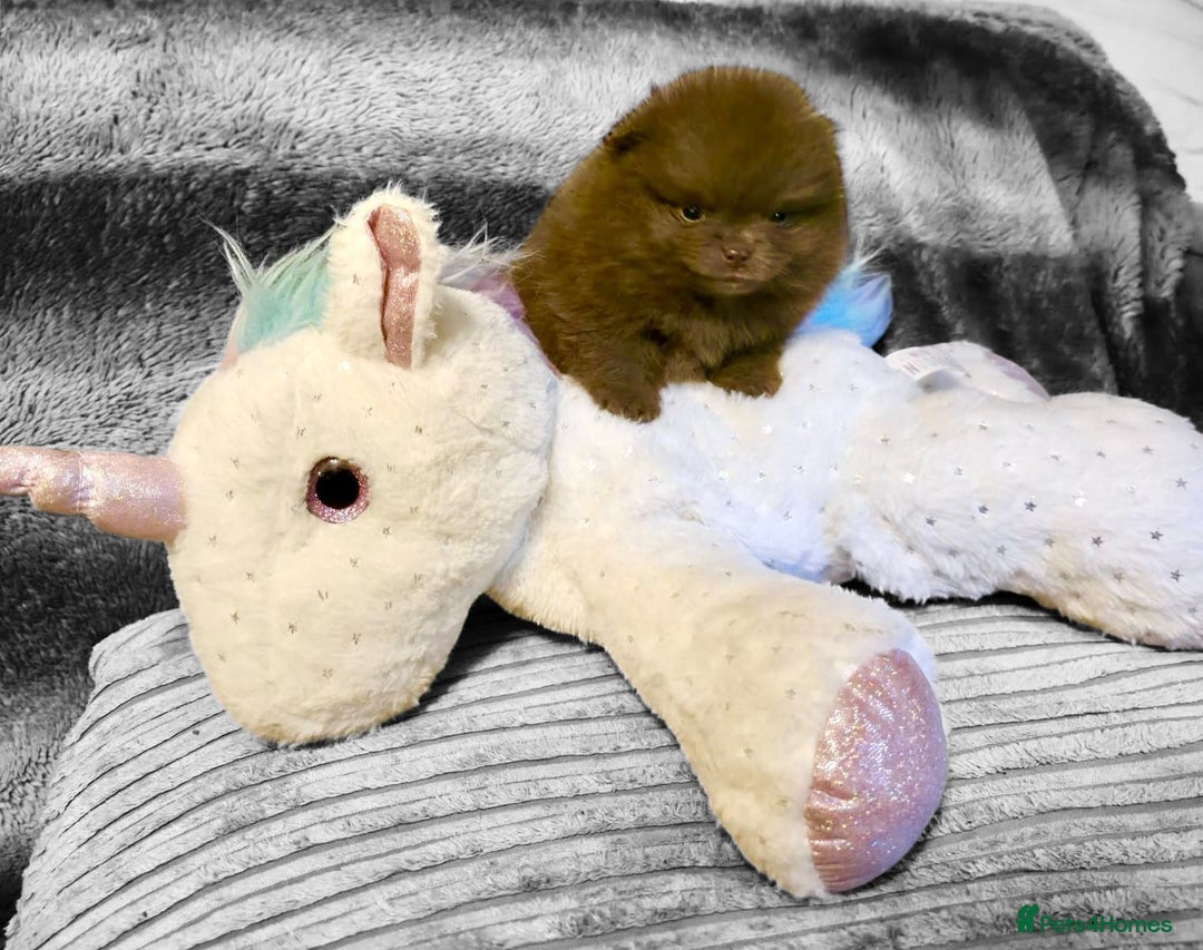 Pomeranian dogs for sale: Rare miniature Teddy face pomeranian puppies  - Image 4