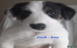 Jack Russell dogs for sale: Beautiful Jack Russel puppies - Image 6