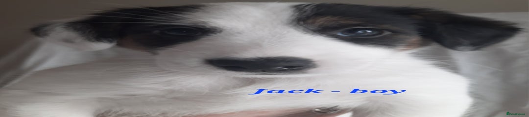 Jack Russell Puppy 2 - Jack boy