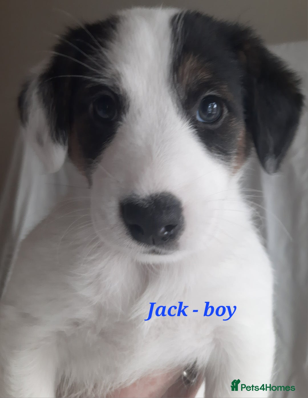 Jack Russell dogs for sale: Beautiful Jack Russel puppies - Image 6