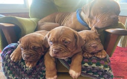Dogue De Bordeaux dogs for sale: Dogue de Bordeaux 9 weeks old. Two girls, one boy - Image 1