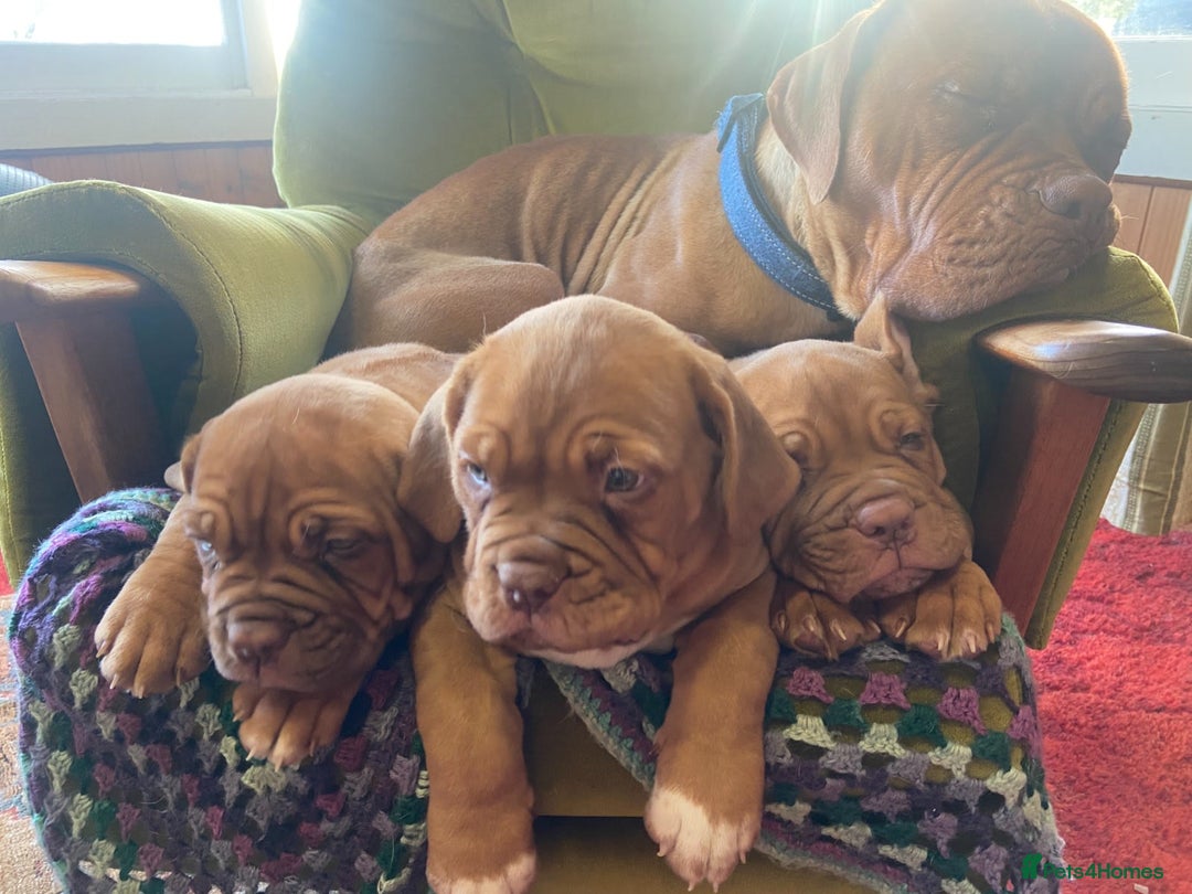 Dogue De Bordeaux dogs for sale: Dogue de Bordeaux 9 weeks old. Two girls, one boy - Image 1
