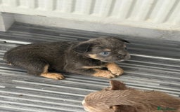 French Bulldog dogs for sale: New shade french bulldogs - Image 20