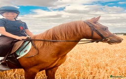 Welsh Section A horses for sale: Beautiful Welsh sec a mare pony club/family pony - Image 2