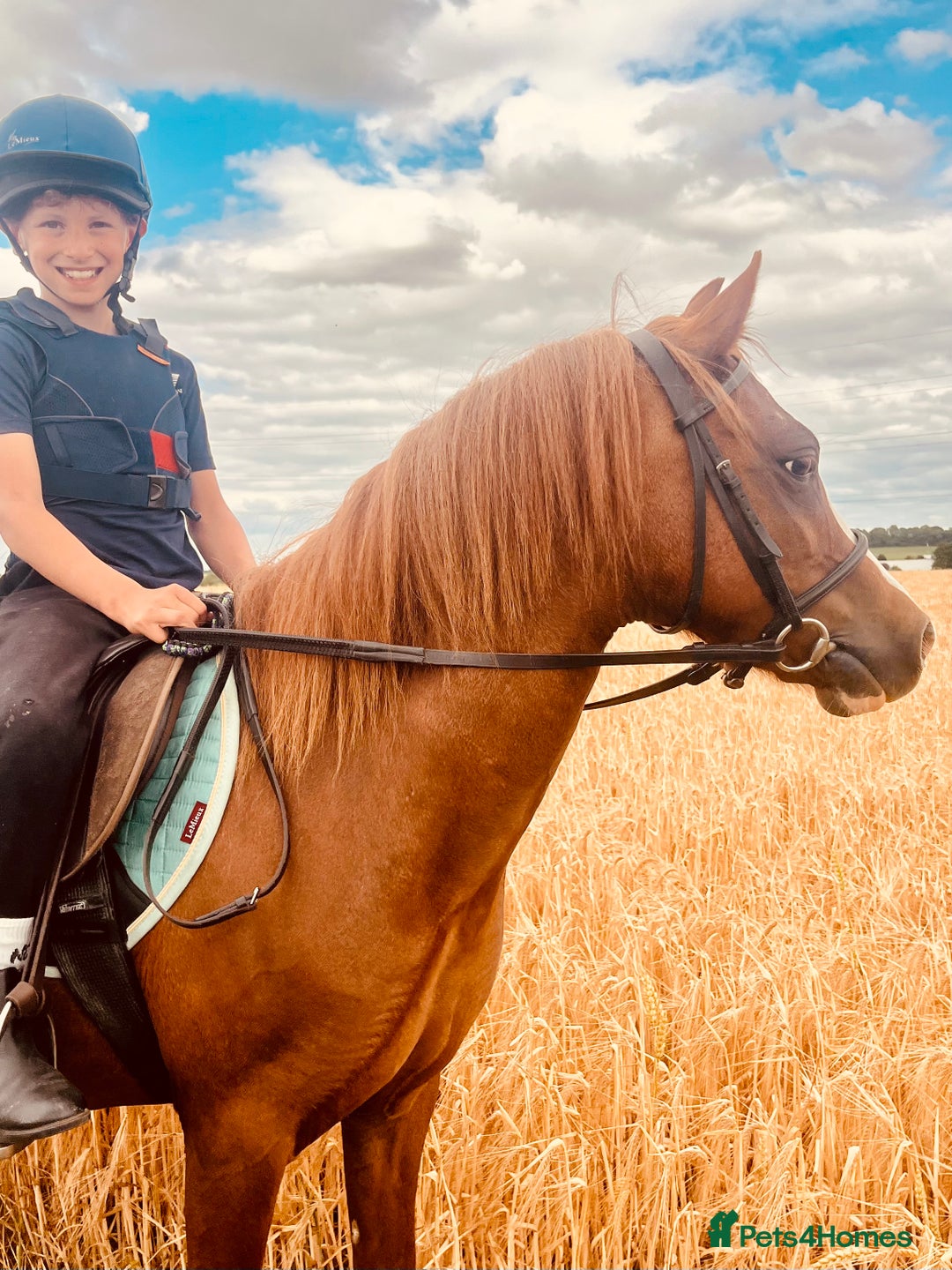 Welsh Section A horses for sale: Beautiful Welsh sec a mare pony club/family pony - Image 2