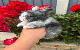 Mini Lop rabbits for sale: 2 Beautiful. Fluffy Mini Lop Rabbits - Image 4