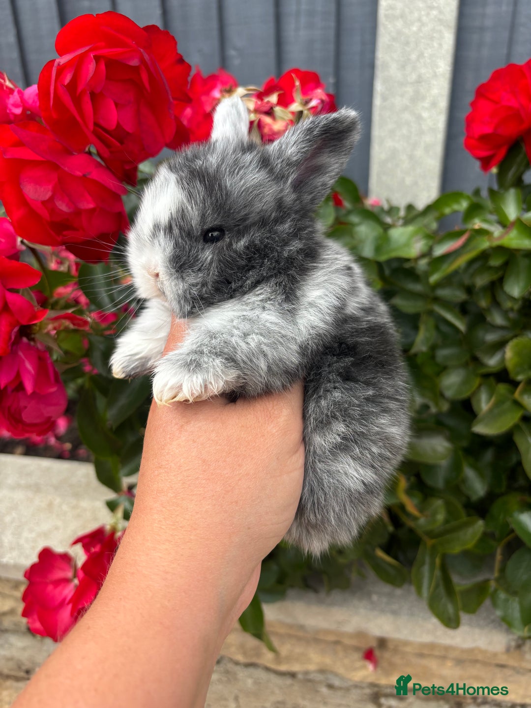 Mini Lop rabbits for sale: 2 Beautiful. Fluffy Mini Lop Rabbits - Image 4
