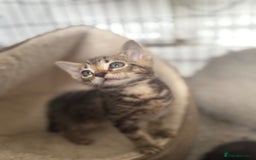 Bengal cats for sale: 🐾 Half Bengal Mix Kittens for Sale 🐾 - Image 5