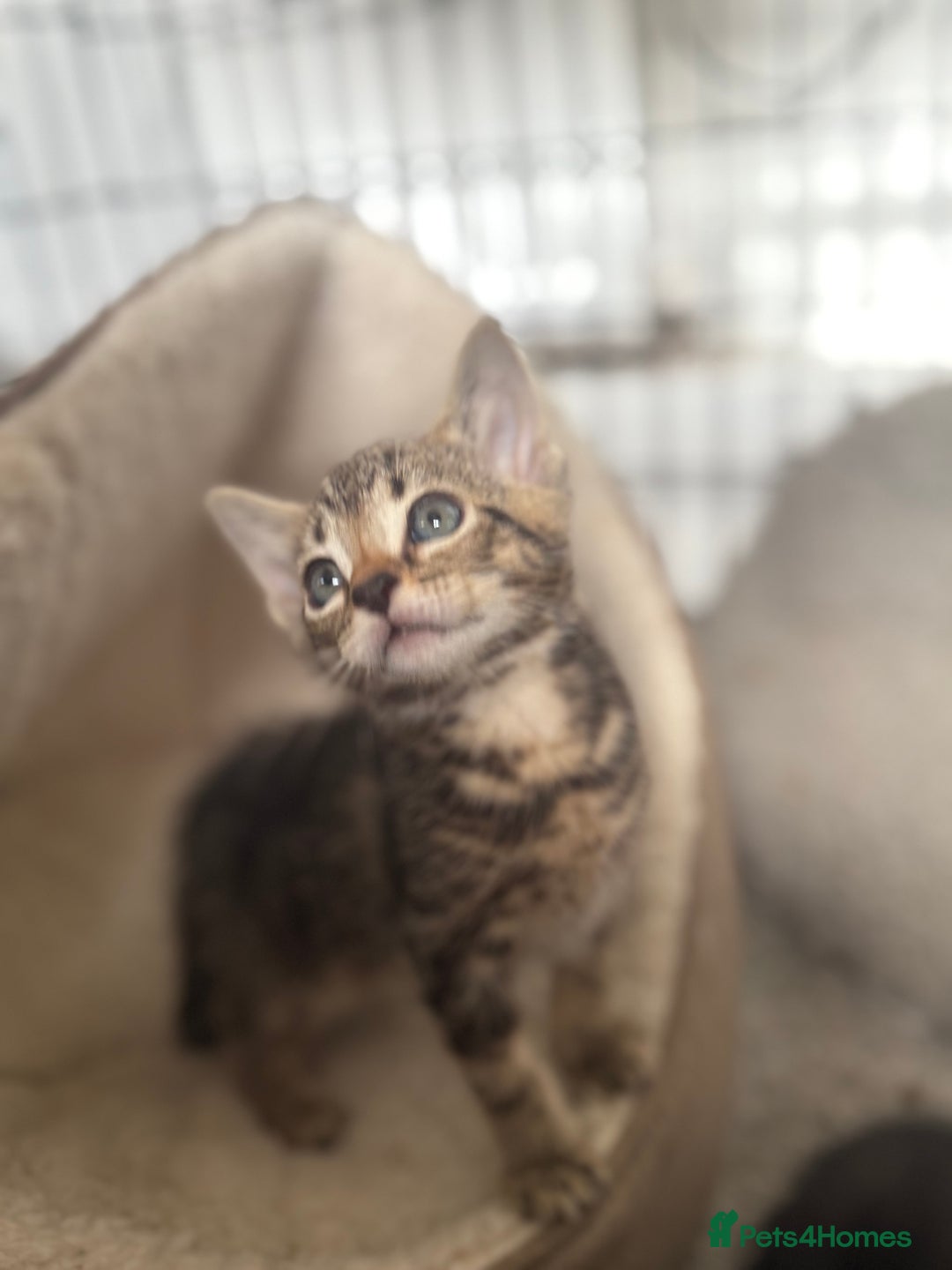 Bengal cats for sale: 🐾 Half Bengal Mix Kittens for Sale 🐾 - Image 5