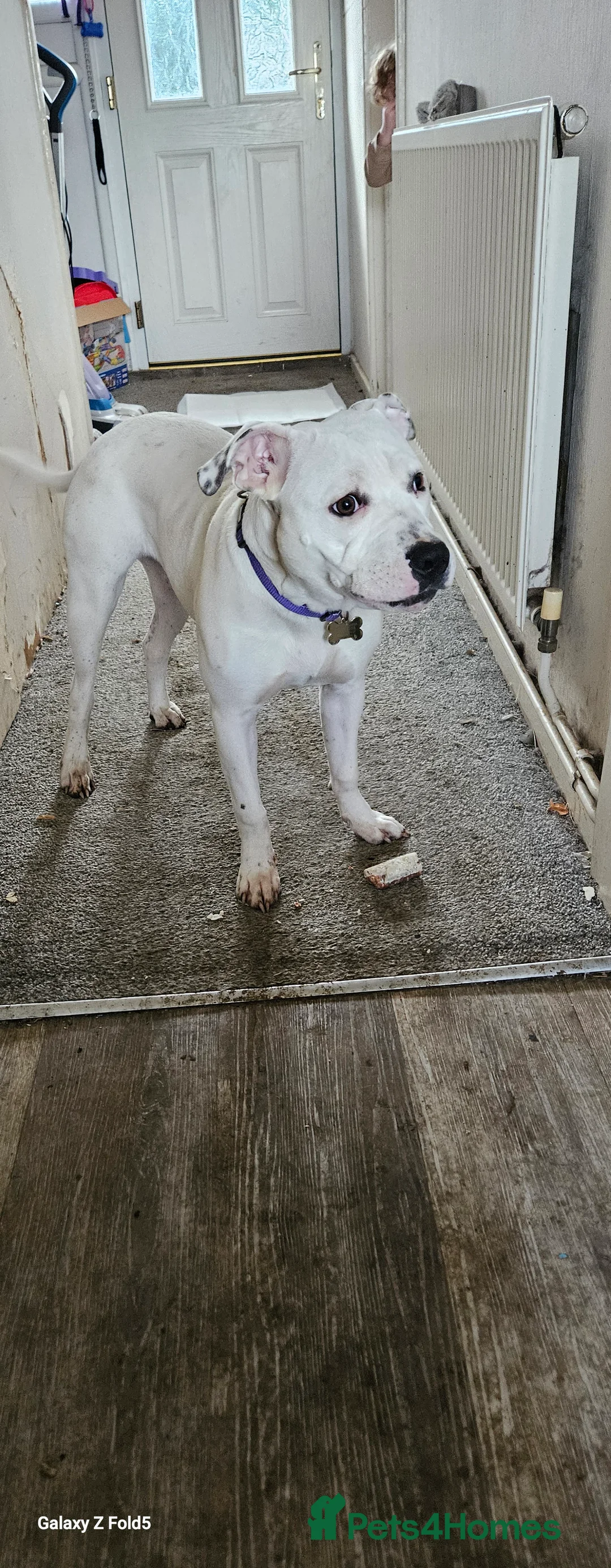 Mixed Breed dogs for sale: Angel - Advert 3