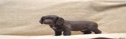 Cocker Spaniel dogs for sale: Chocolate Cocker Spaniel Puppies - Advert 17